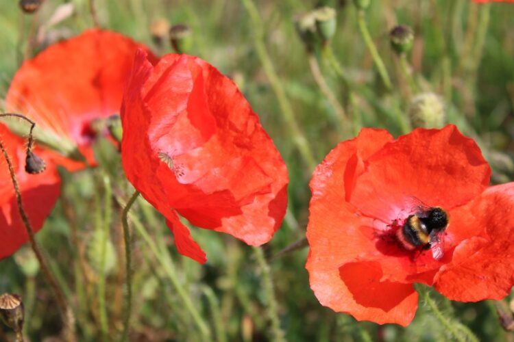 An up-close image of red poppies on the Newquay coast.